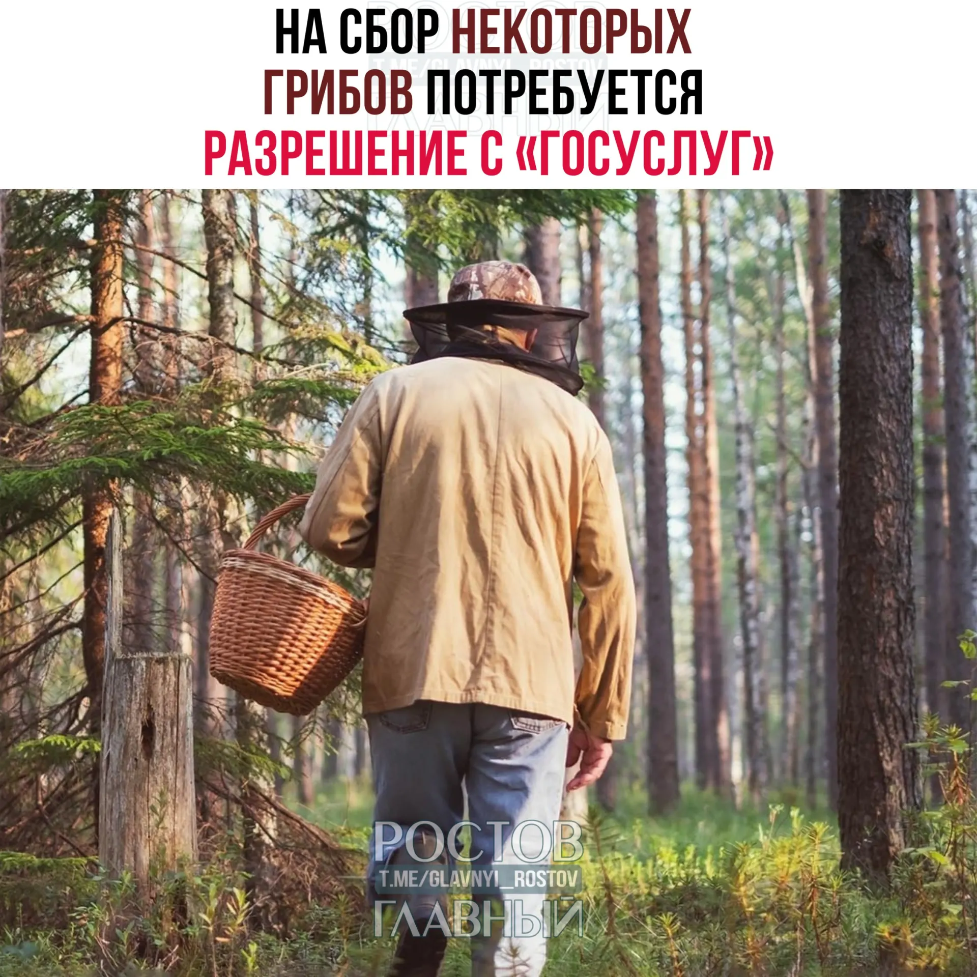 Для сбора ряда редких грибов потребуется оформление пропуска через портал «Госуслуги». Заявки будут рассматриваться до 15 дней, за незаконный сбор краснокнижных видов грозит уголовная ответственность.