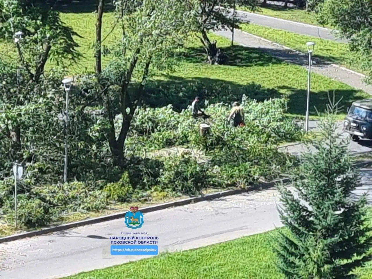 Участники гражданской инициативы потребовали проверить действия городских чиновников на фоне массовой вырубки деревьев, происходящей в Пскове с мая; заявление взято на контроль Следственным комитетом.