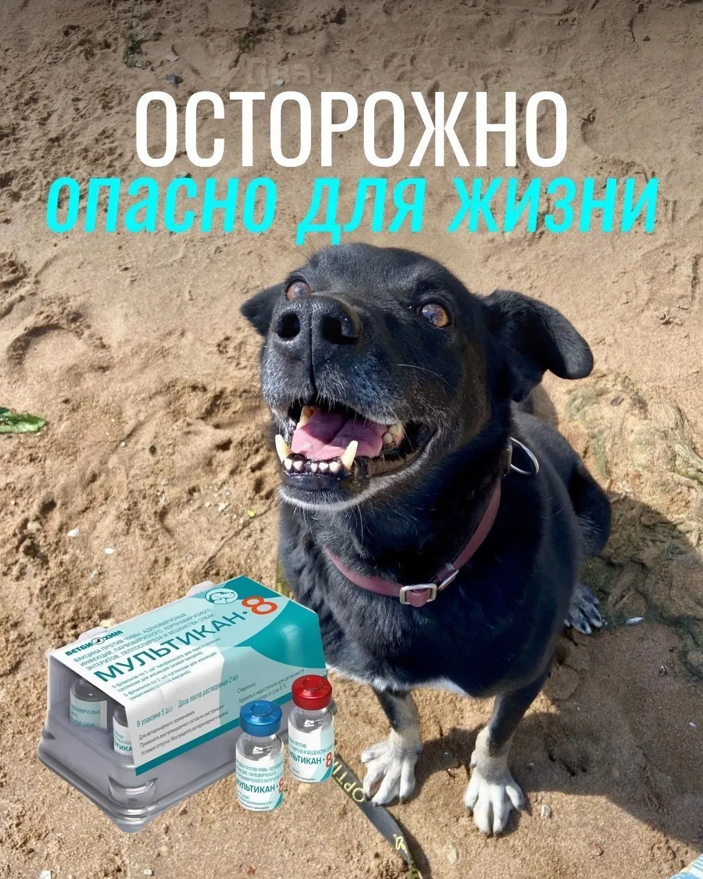 После вакцинации у некоторых собак возникли тяжёлые побочные эффекты, партия вакцины отзывается, проводится проверка безопасности.