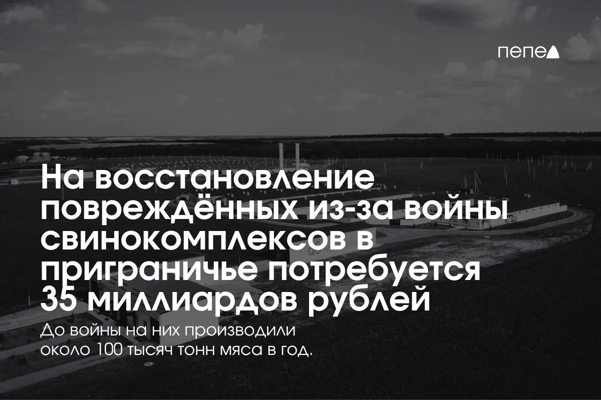 Оценка затрат на восстановление свиноводческой отрасли в приграничных регионах достигла 35 млрд рублей; продолжаются ограничения в производстве свинины.